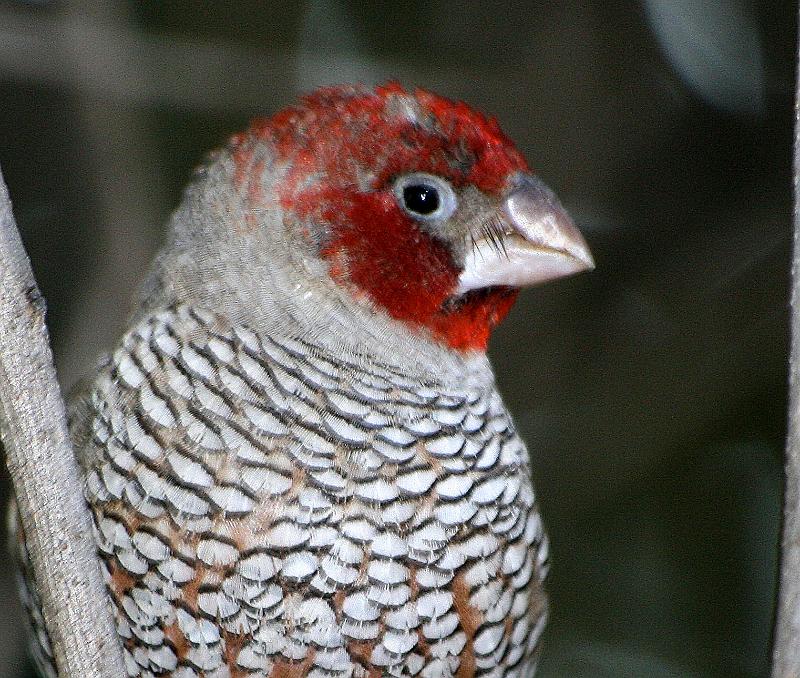 frieda 087.jpg - Rooikopvink mannetjie.. Redheaded Finch.. Hulle het 'n pragtige rooi kop.